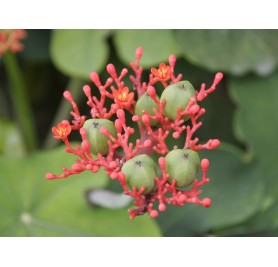 Jatropha